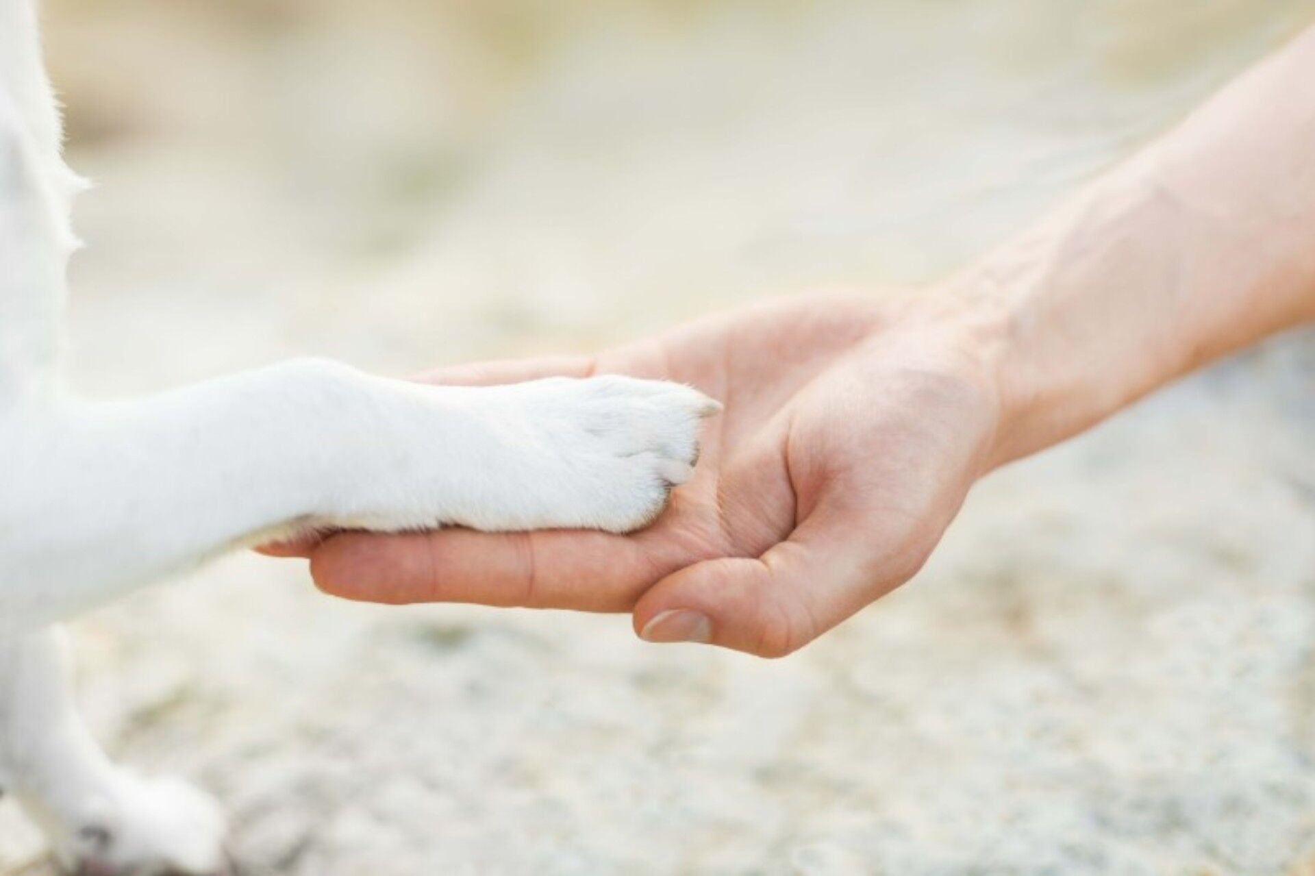 お手をする犬