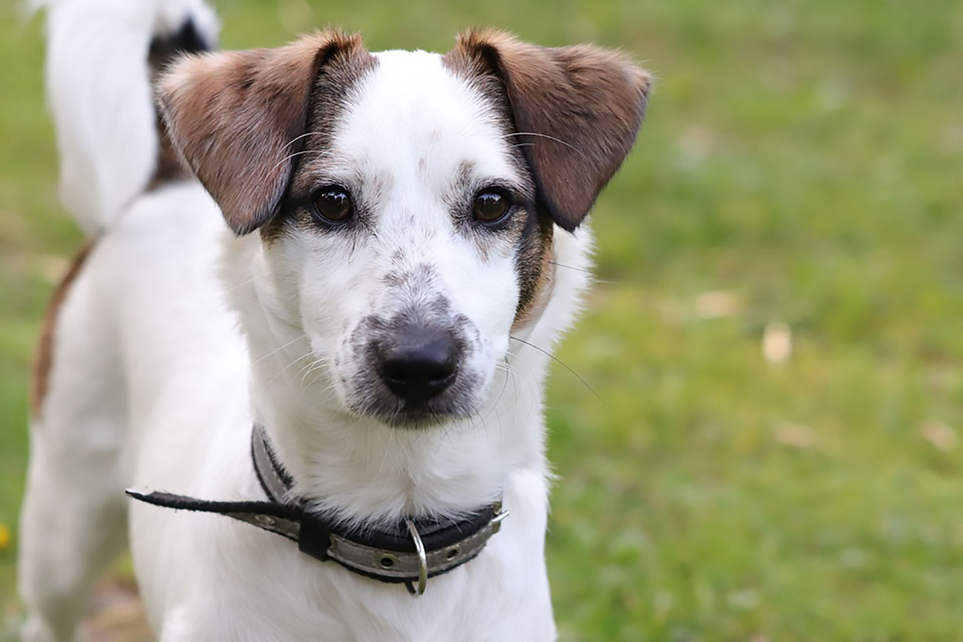 dog-4435038