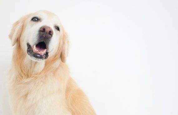 大型犬の安心・安全の対応が魅力 |  西宮のペットシッターはペットアクティブライフSanta