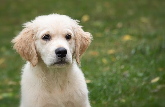 パピーから老犬まで対応 | 信頼できる西宮のペットシッターはペットアクティブライフSanta