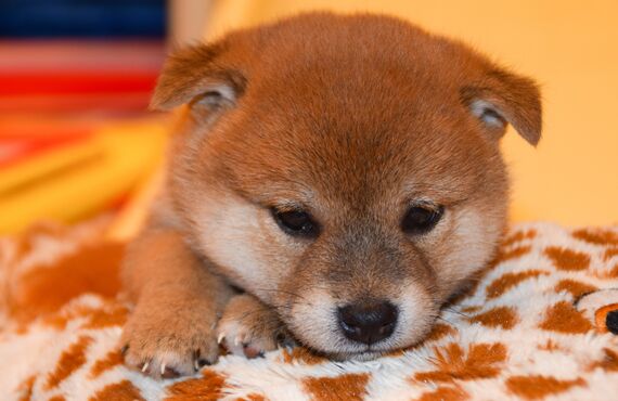 子犬も安心して預けられる安全性の高さが魅力 | 西宮のペットシッターはペットアクティブライフSanta