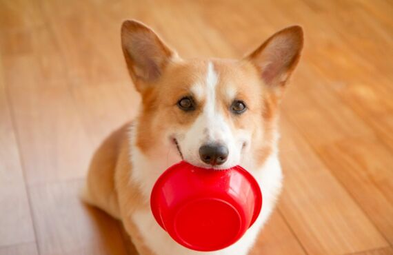 長生きな小型犬の介護サービスを実施しています | 西宮のペットシッターはペットアクティブライフSanta