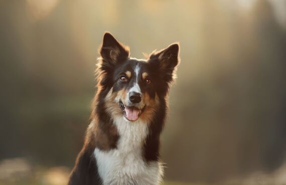老犬の介護に資格を持ったスタッフが対応いたします | 西宮のペットシッターはペットアクティブライフSanta