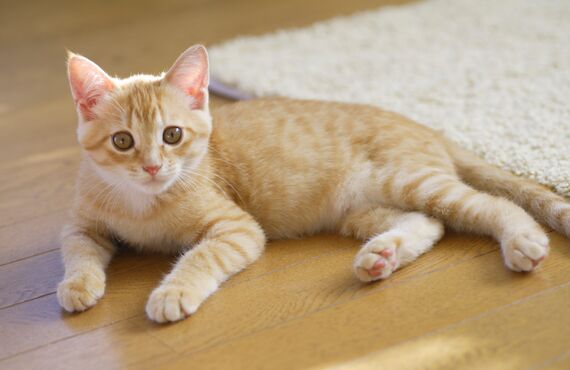 犬・猫に対応するペット介護を得意とした店舗を運営 | 西宮のペットシッターはペットアクティブライフSanta